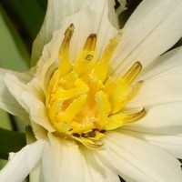 Nymphaea pubescens Willd.